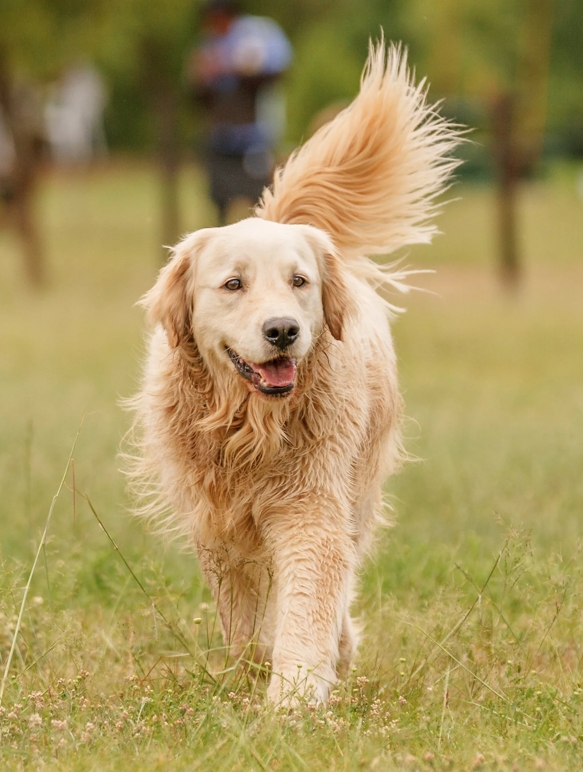 Golden Retriever