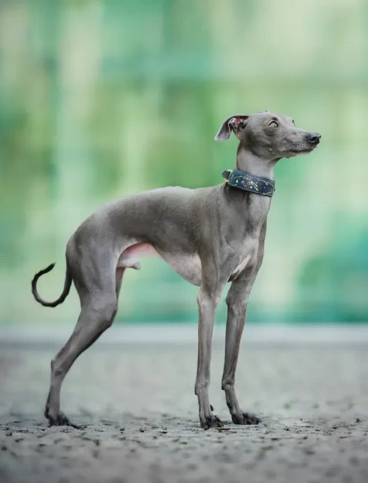 Italian Greyhound