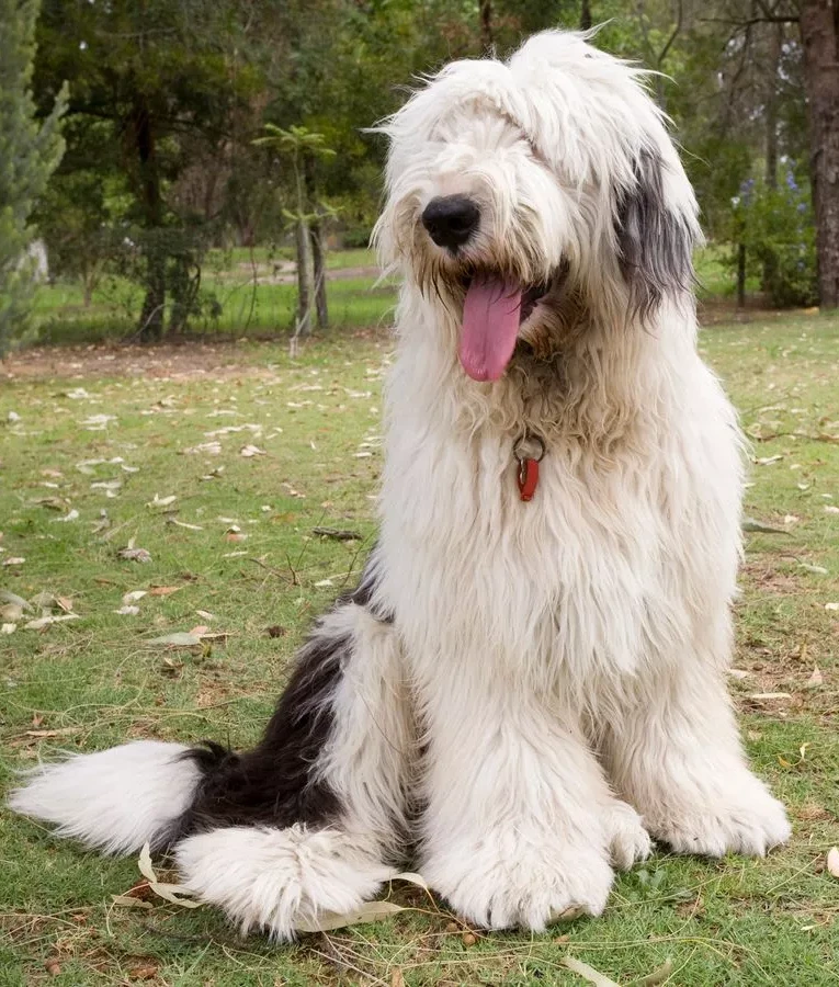 Old English Sheepdog