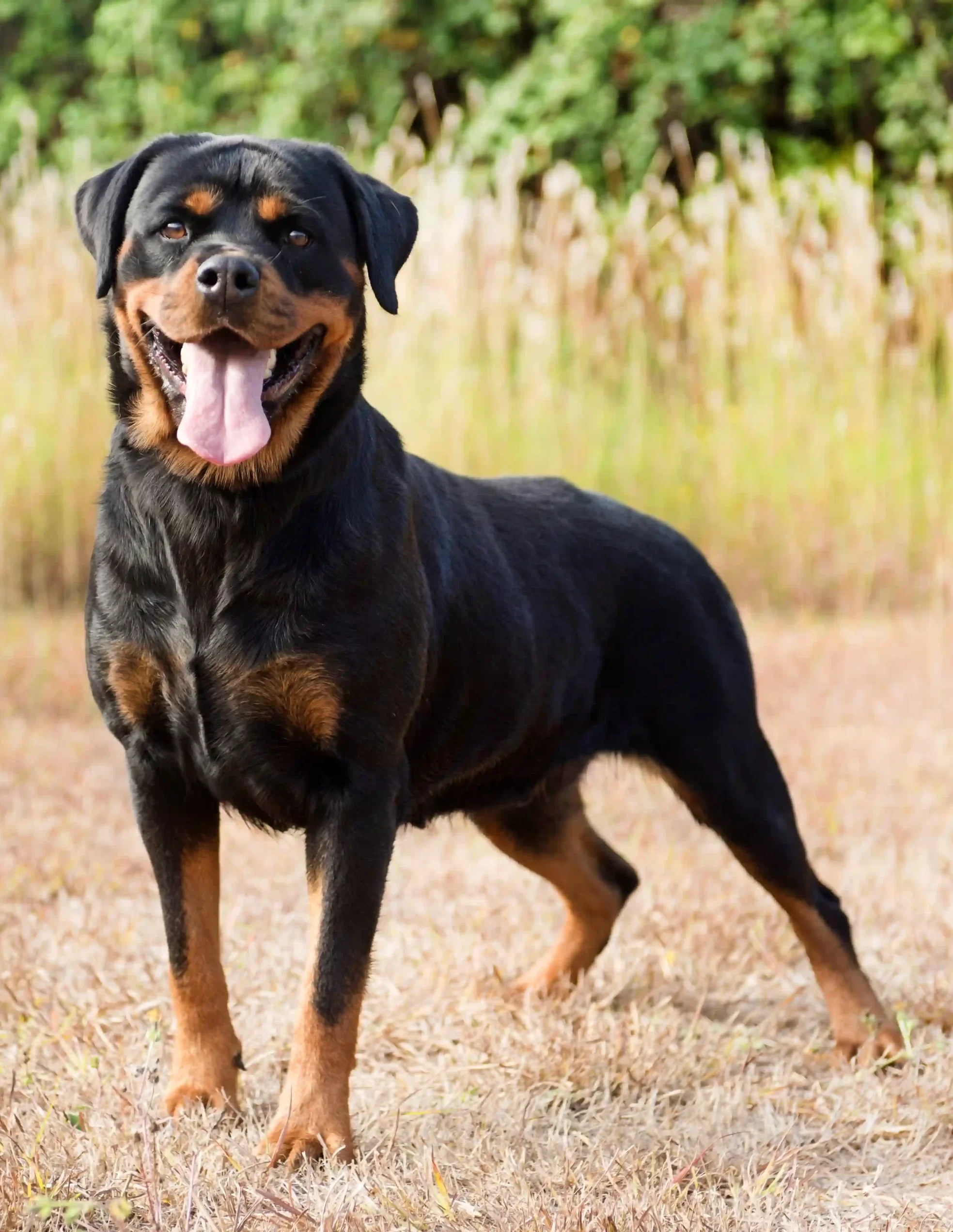 Rottweiler