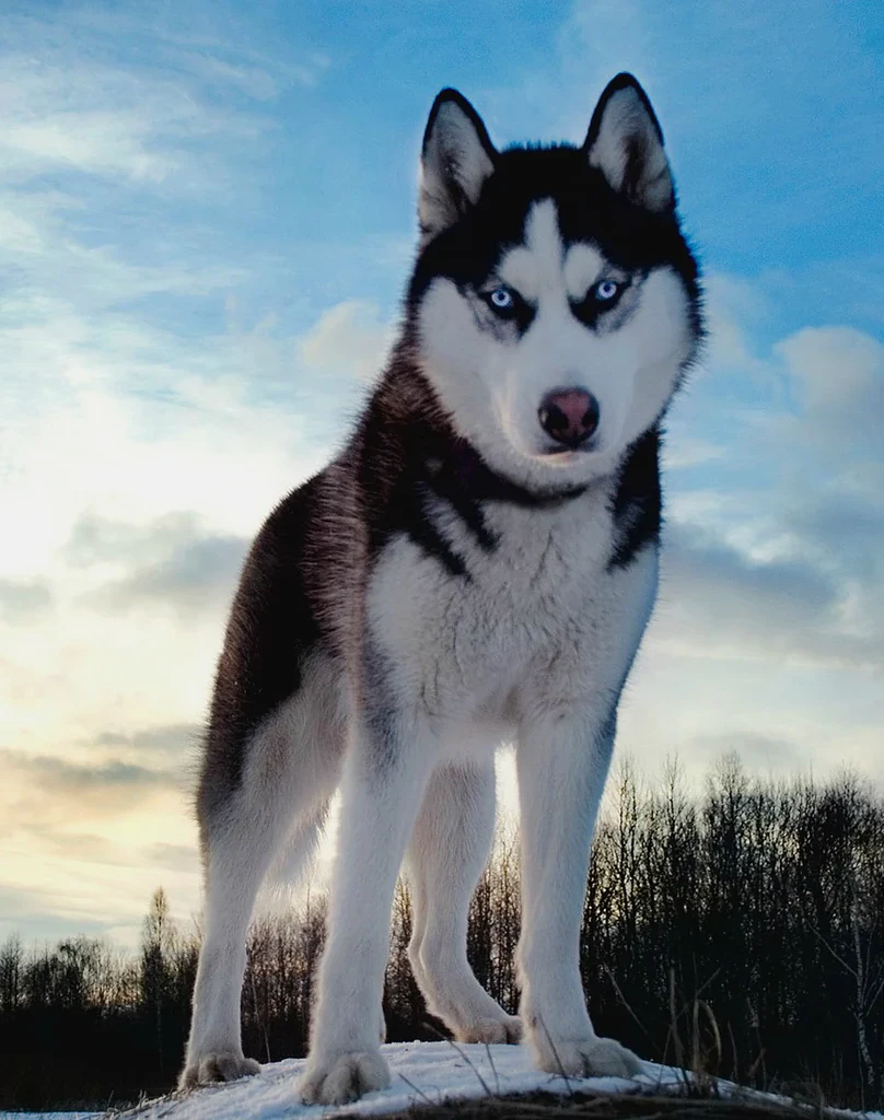 Siberian Husky