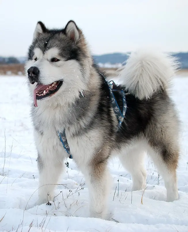 Alaskan Malamute