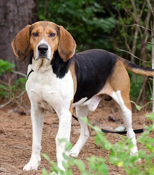 American English Coonhound