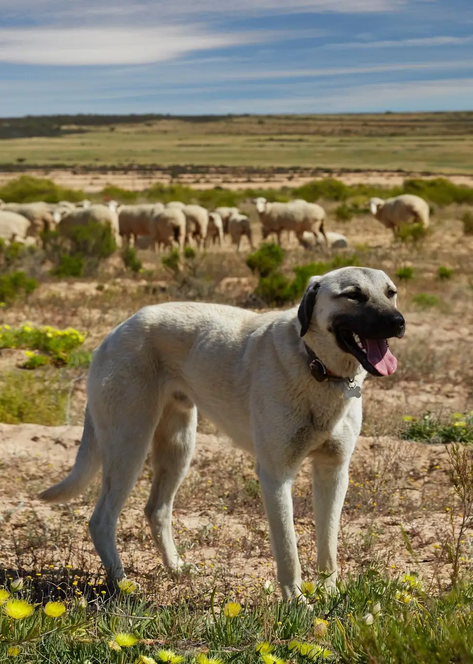 Anatolian Shepherd Dog