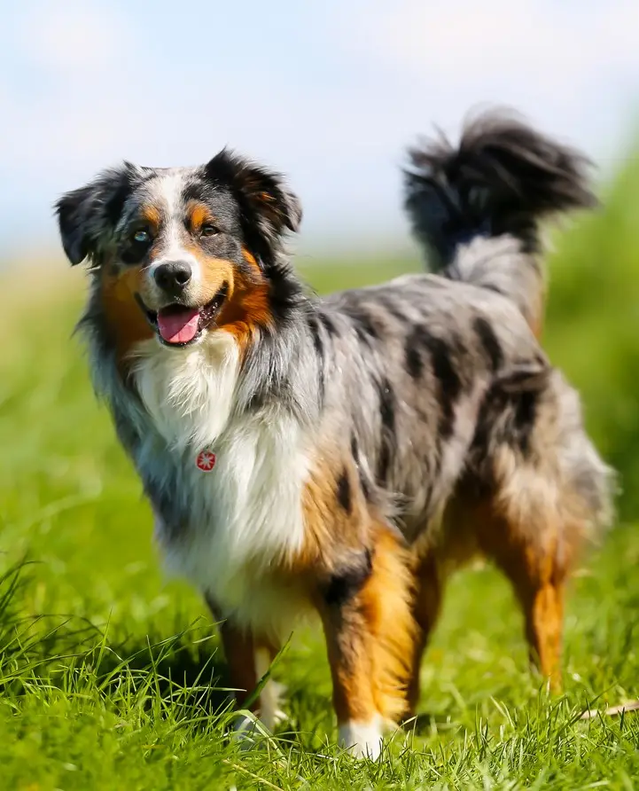 Australian Shepherd