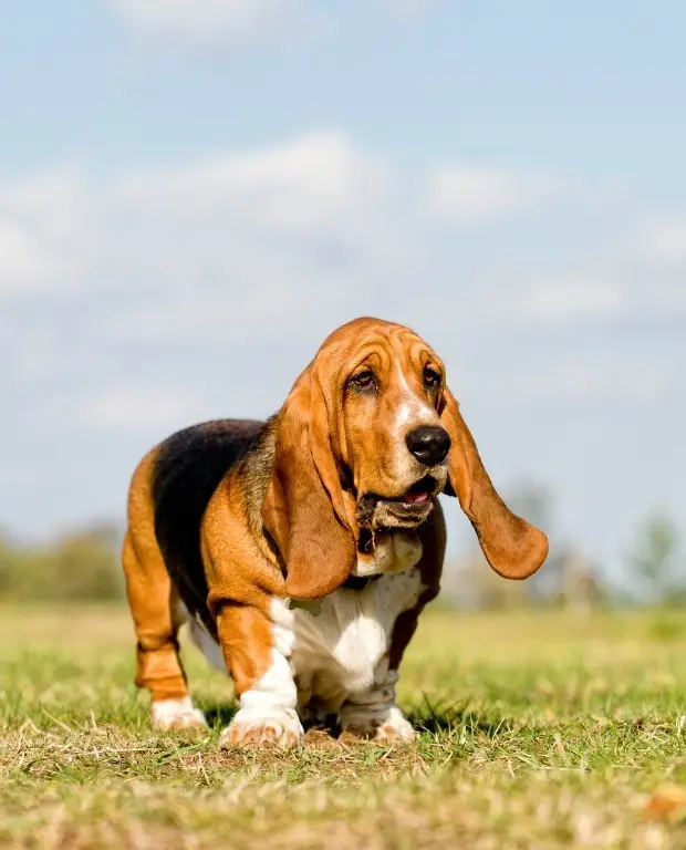 Basset Hound