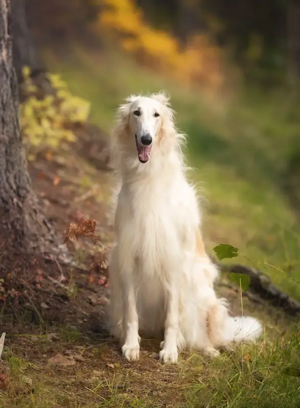 Borzoi