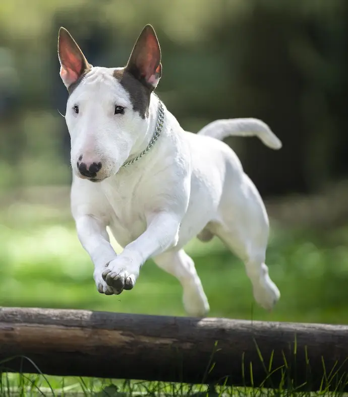 Bull Terrier