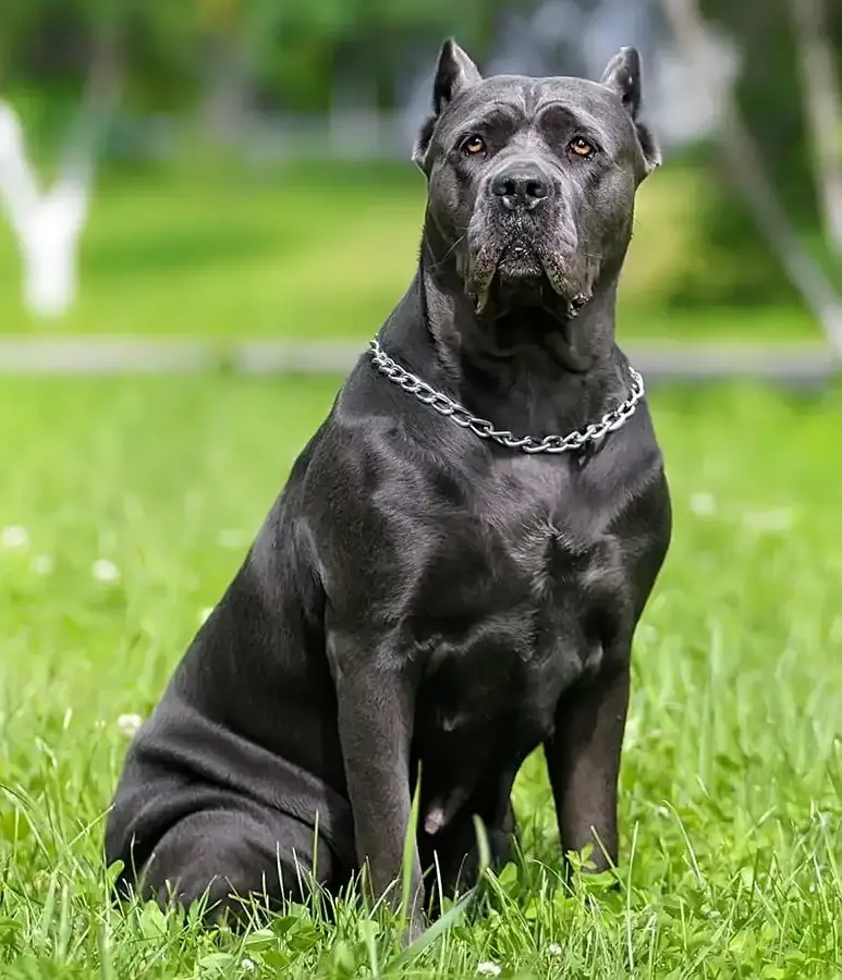 Cane Corso