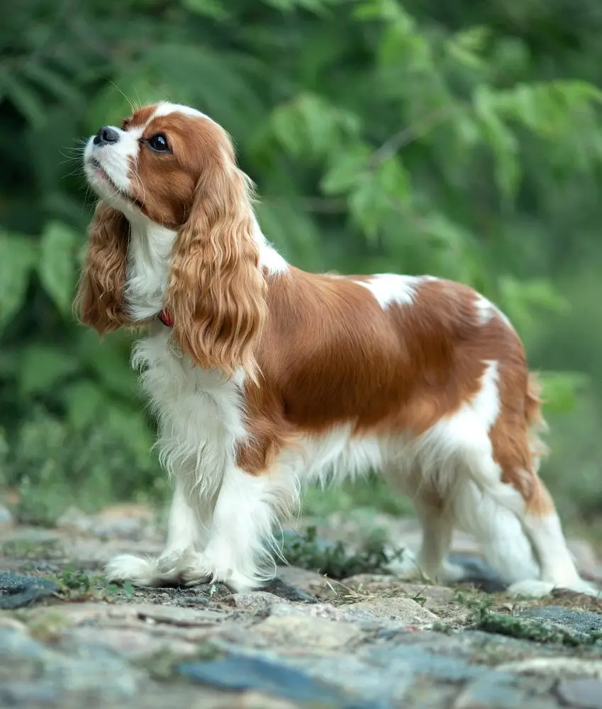 Cavalier King Charles Spaniel