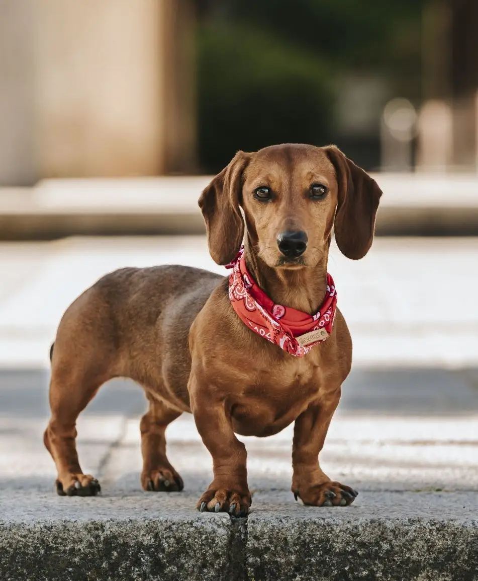 Dachshund