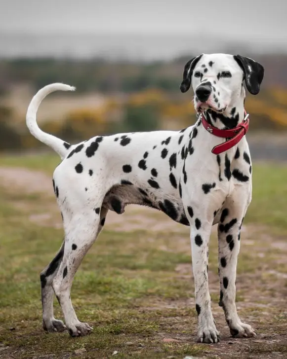 Dalmatian