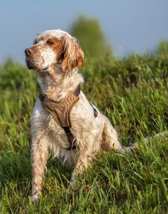 English Setter