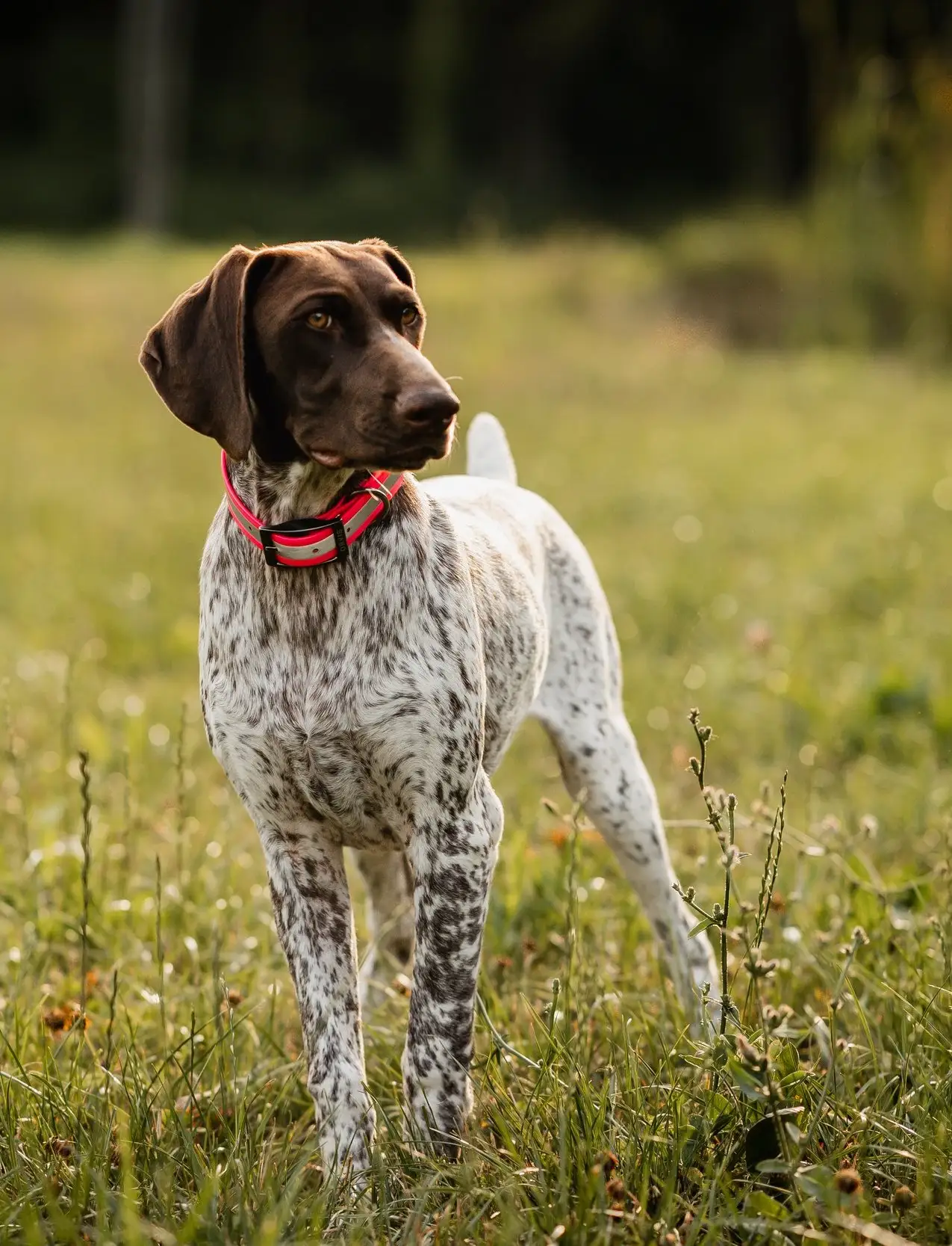 German Shorthaired Pointer