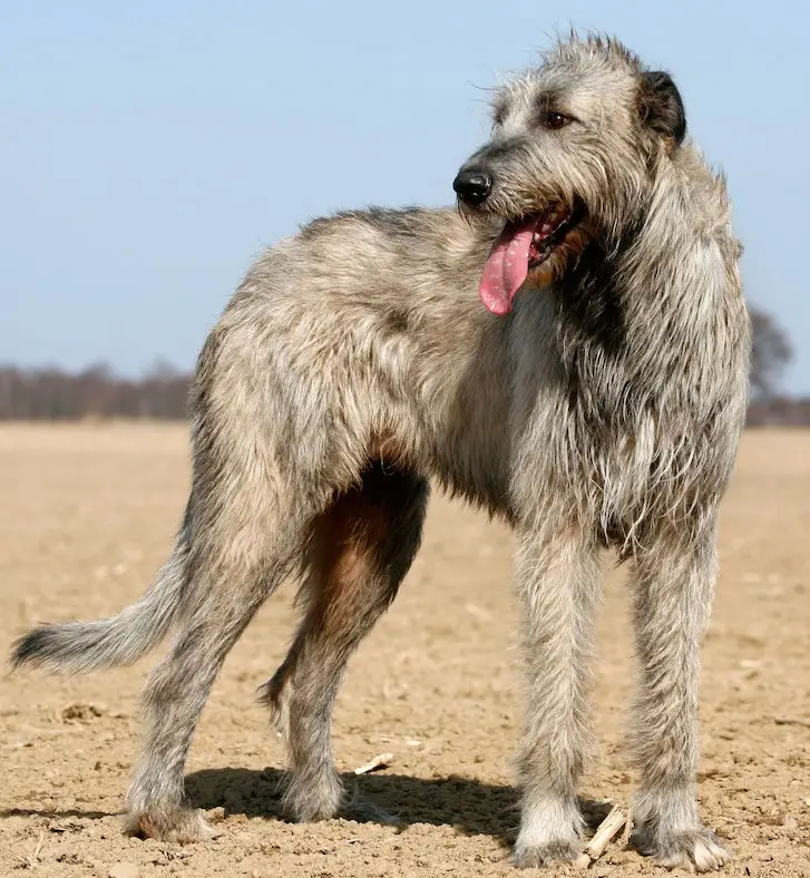 Irish Wolfhound