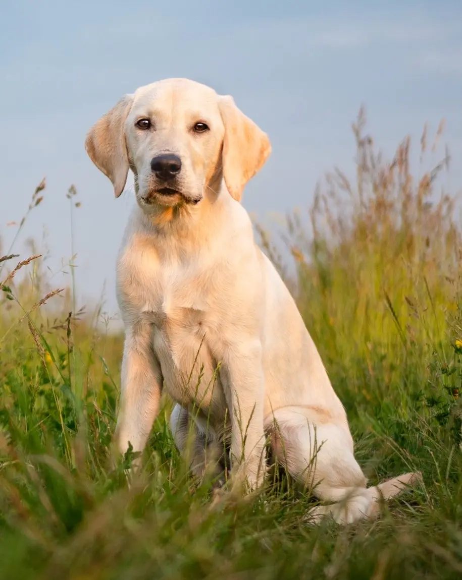 Labrador Retriever