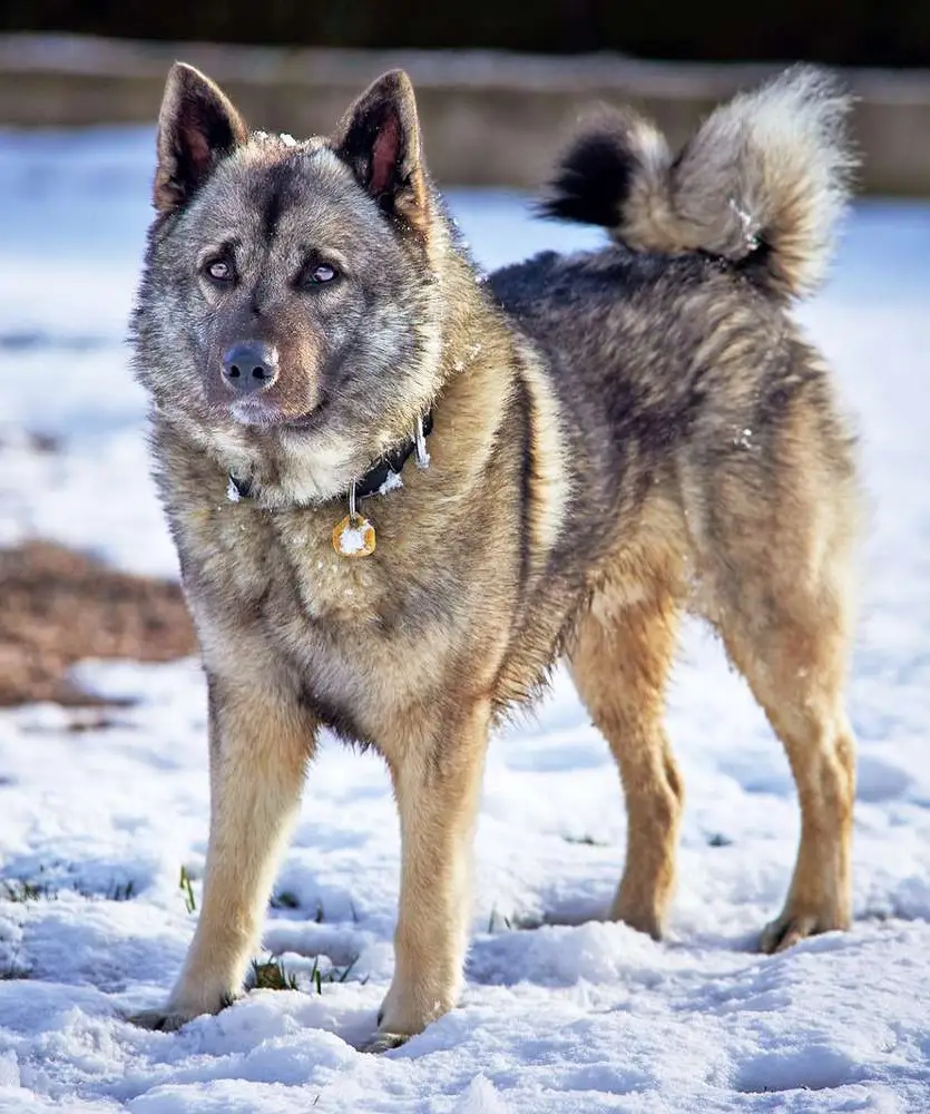 Norwegian Elkhound