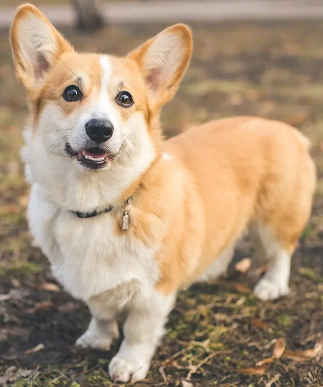 Pembroke Welsh Corgi