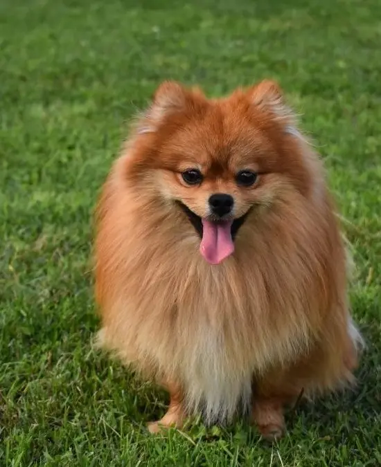 Pomeranian