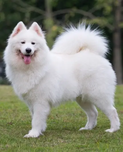 Samoyed