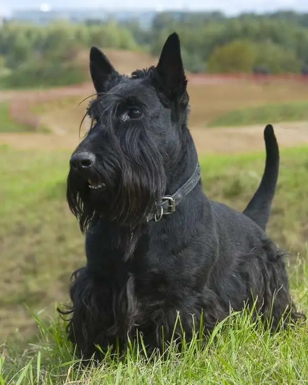 Scottish Terrier