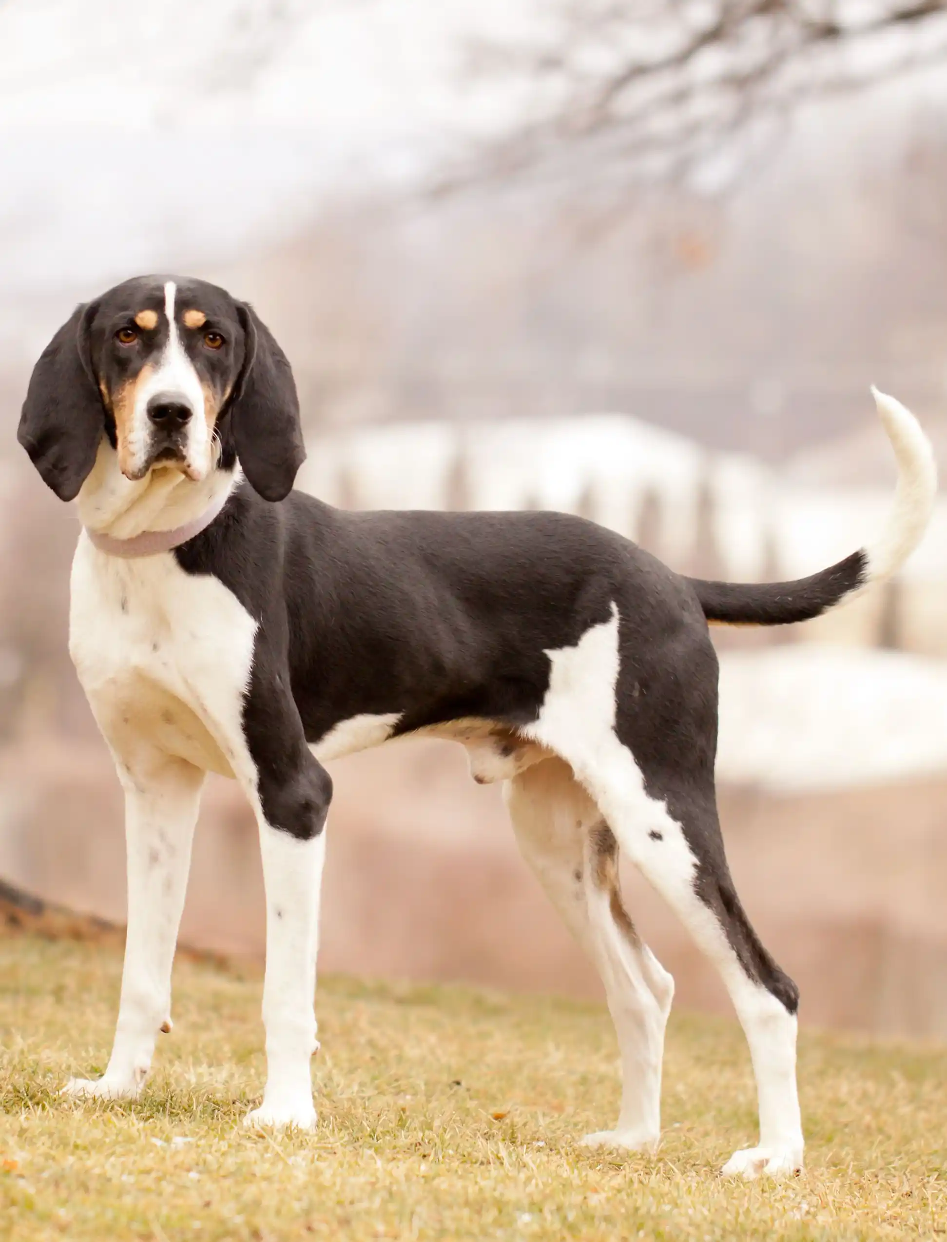 Treeing Walker Coonhound