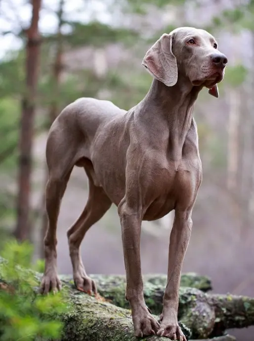 Weimaraner