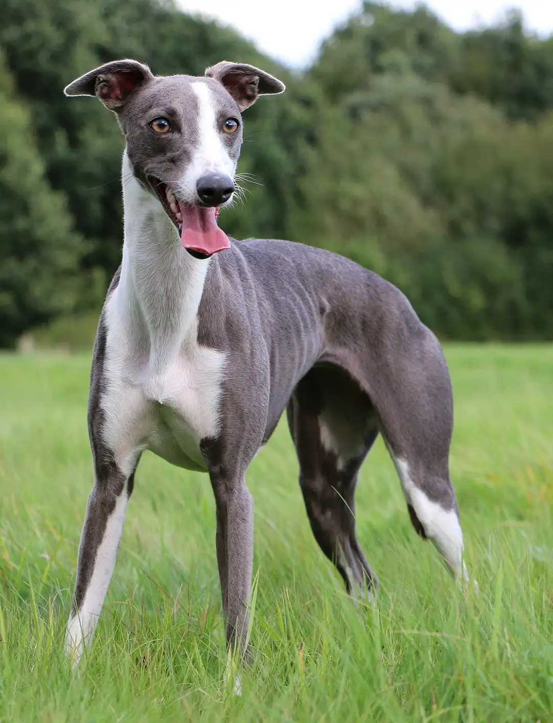 Whippet