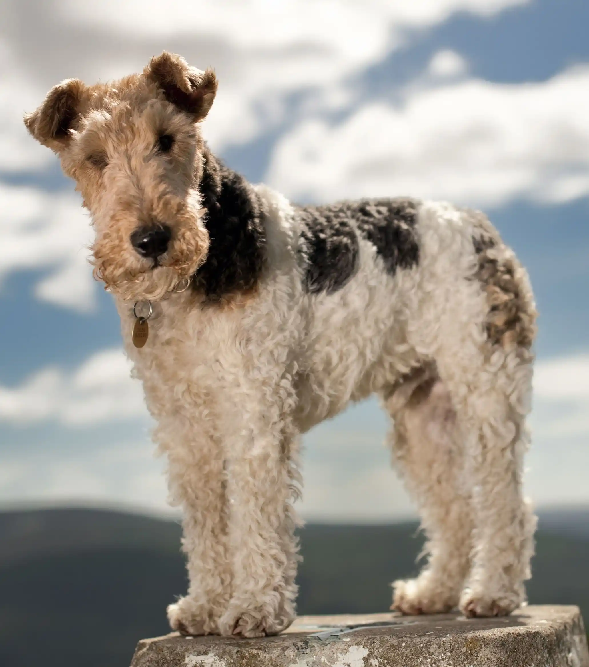 Wire Fox Terrier