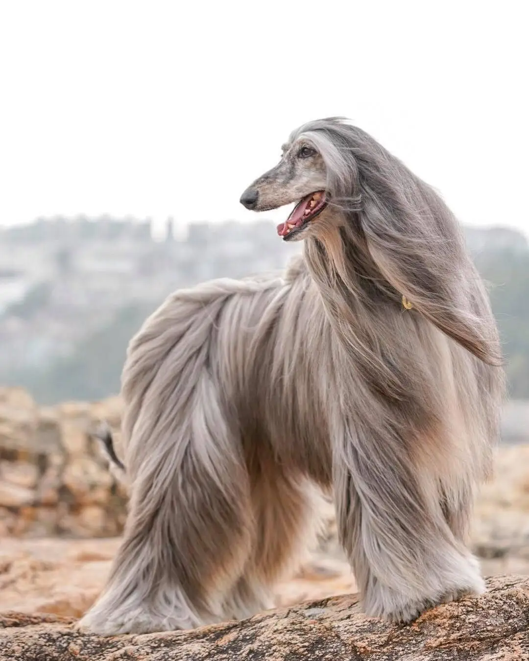 Afghan Hound