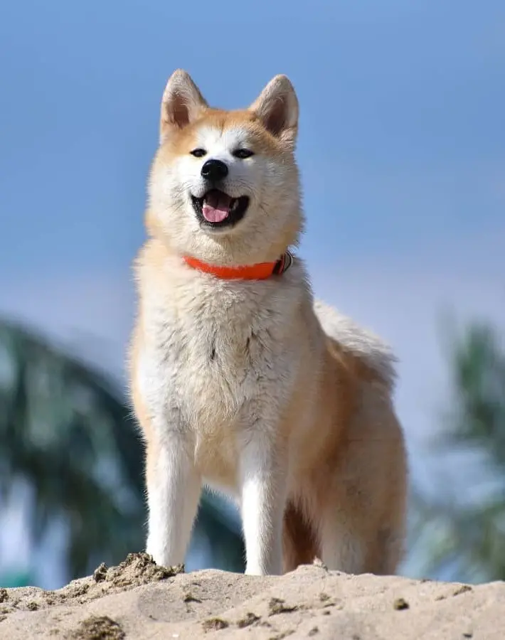 Akita