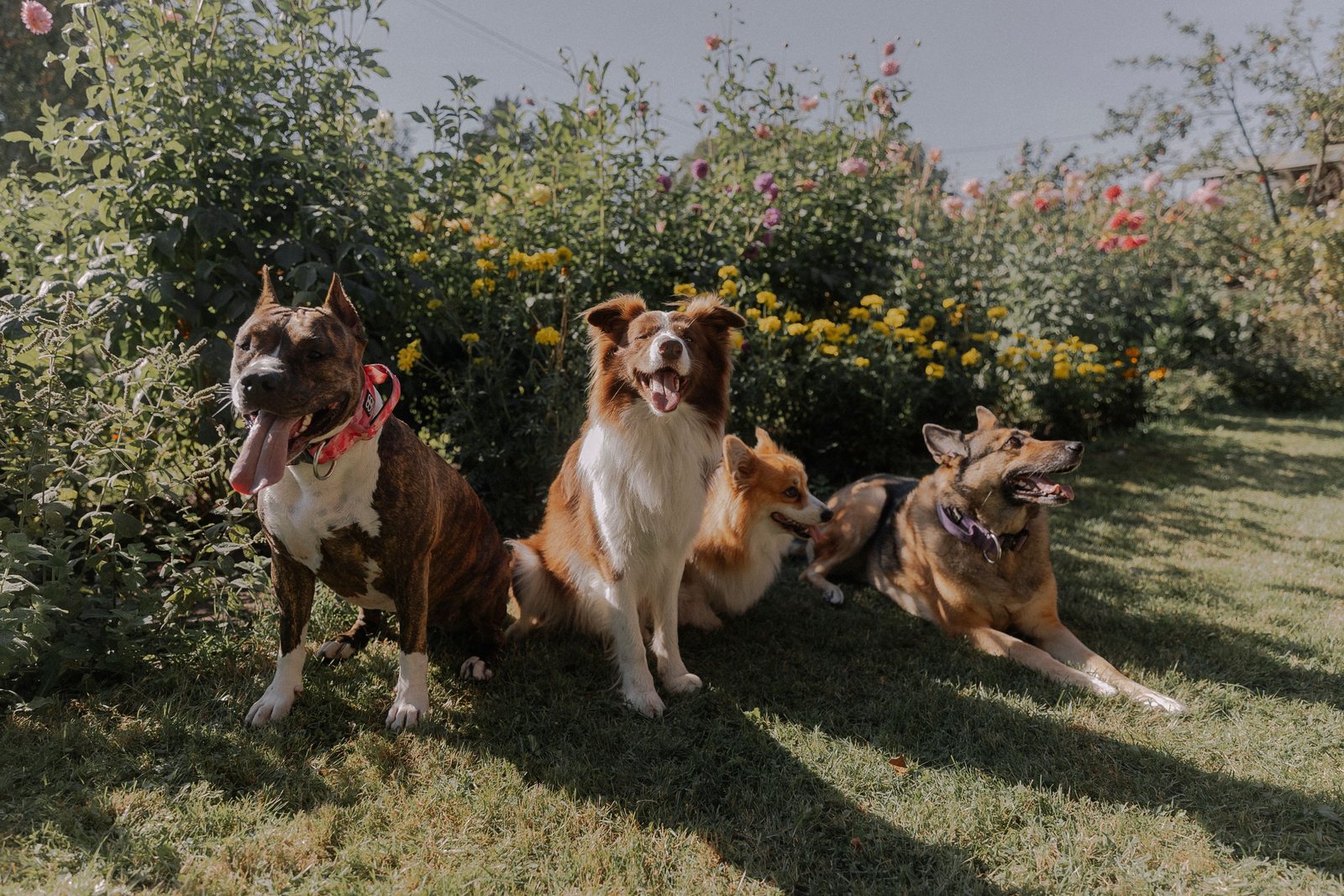 Cuatro perros en un jardín