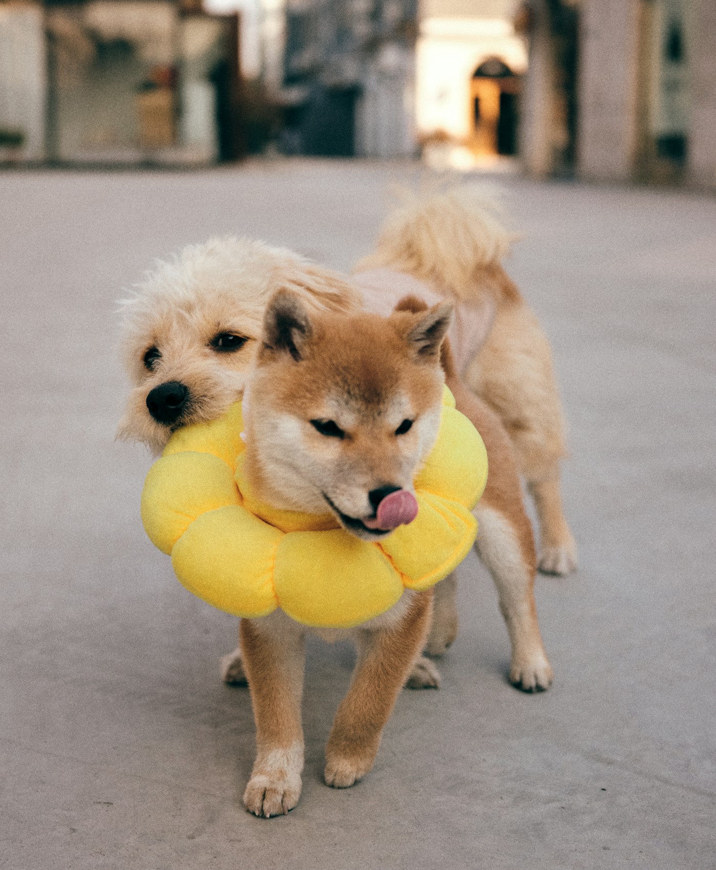 A happy dog
